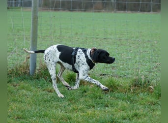 Misty Braque Francais eine aktive Familienhündin