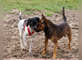 Misty Braque Francais eine aktive Familienhündin