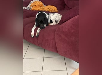 Misty Braque Francais eine aktive Familienhündin