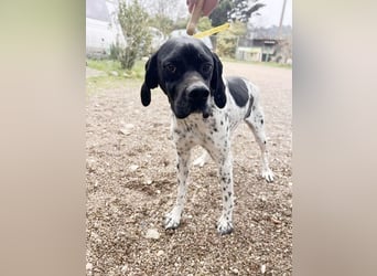 Misty Braque Francais eine aktive Familienhündin