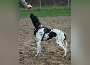 Misty Braque Francais eine aktive Familienhündin