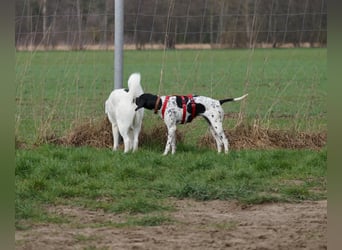 Misty Braque Francais eine aktive Familienhündin