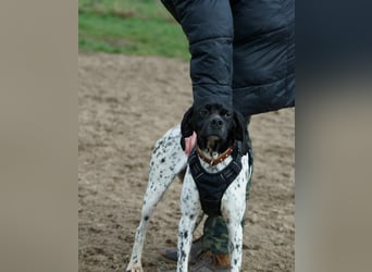 Misty Braque Francais eine aktive Familienhündin