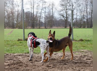 Misty Braque Francais eine aktive Familienhündin