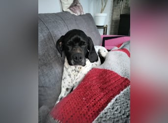 Misty Braque Francais eine aktive Familienhündin