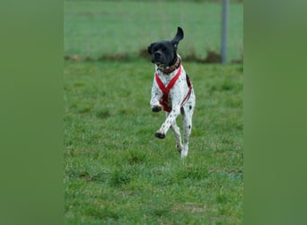 Misty Braque Francais eine aktive Familienhündin