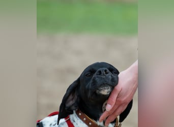 Misty Braque Francais eine aktive Familienhündin