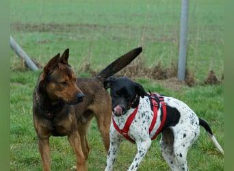Misty Braque Francais eine aktive Familienhündin