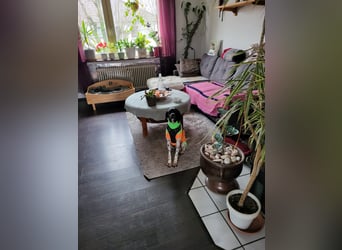 Misty Braque Francais eine aktive Familienhündin