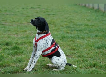 Misty Braque Francais eine aktive Familienhündin