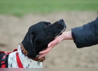 Misty Braque Francais eine aktive Familienhündin