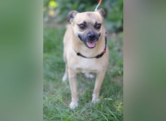 POGO ca. 4 J. Retro Mops-Rüde sucht seine Menschen