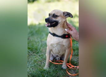 POGO ca. 4 J. Retro Mops-Rüde sucht seine Menschen
