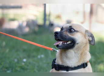 POGO ca. 4 J. Retro Mops-Rüde sucht seine Menschen