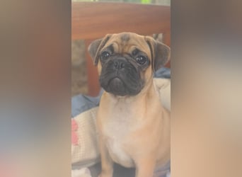 Verspielte Retromops-Frops Kinder (25 % Französische Bulldogge)