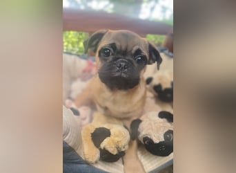 Verspielte Retromops-Frops Kinder (25 % Französische Bulldogge)