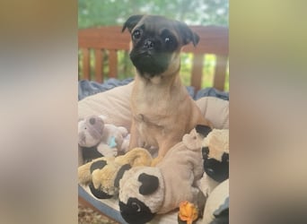 Verspielte Retromops-Frops Kinder (25 % Französische Bulldogge)