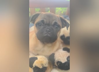 Verspielte Retromops-Frops Kinder (25 % Französische Bulldogge)
