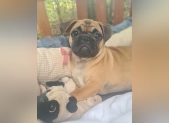 Verspielte Retromops-Frops Kinder (25 % Französische Bulldogge)