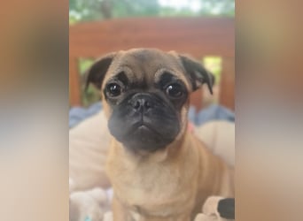 Verspielte Retromops-Frops Kinder (25 % Französische Bulldogge)