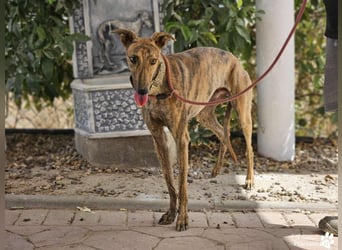 Hinoki ist anfangs etwas schüchtern, ist danach aber fröhlich und verschmust