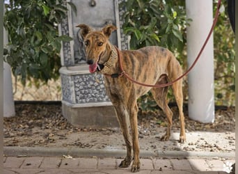 Hinoki ist anfangs etwas schüchtern, ist danach aber fröhlich und verschmust