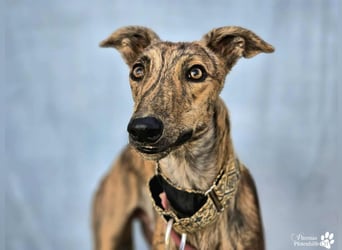 Hinoki ist anfangs etwas schüchtern, ist danach aber fröhlich und verschmust