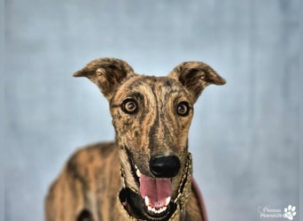 Hinoki ist anfangs etwas schüchtern, ist danach aber fröhlich und verschmust