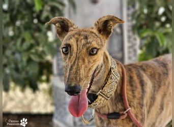 Hinoki ist anfangs etwas schüchtern, ist danach aber fröhlich und verschmust