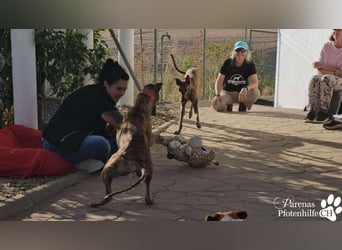 Hinoki ist anfangs etwas schüchtern, ist danach aber fröhlich und verschmust