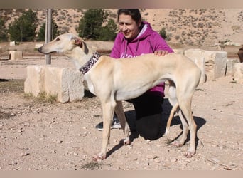 ❤️ CLARINA ❤️    ❗NOTFALL❗