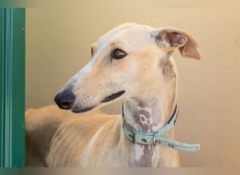 ❤️ CLARINA ❤️    ❗NOTFALL❗