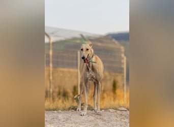 ❤️ CLARINA ❤️    ❗NOTFALL❗