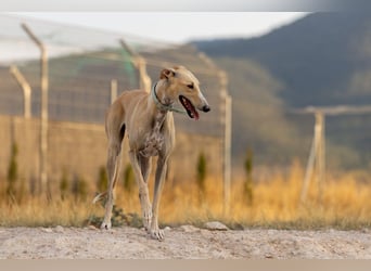 ❤️ CLARINA ❤️    ❗NOTFALL❗