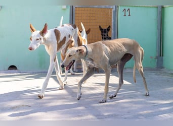 ❤️ CLARINA ❤️    ❗NOTFALL❗