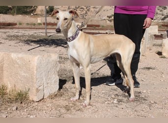 ❤️ CLARINA ❤️    ❗NOTFALL❗