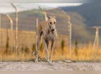 ❤️ CLARINA ❤️    ❗NOTFALL❗