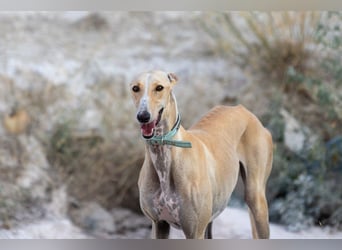 ❤️ CLARINA ❤️    ❗NOTFALL❗