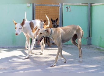 ❤️ CLARINA ❤️    ❗NOTFALL❗