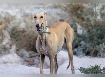 ❤️ CLARINA ❤️    ❗NOTFALL❗