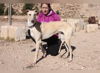 ❤️ CLARINA ❤️    ❗NOTFALL❗