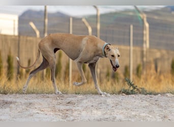 ❤️ CLARINA ❤️    ❗NOTFALL❗