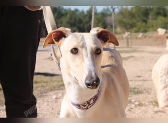 ❤️ CLARINA ❤️    ❗NOTFALL❗