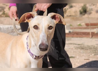 ❤️ CLARINA ❤️    ❗NOTFALL❗