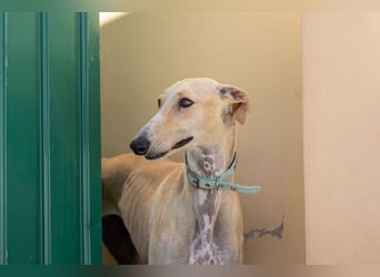 ❤️ CLARINA ❤️    ❗NOTFALL❗