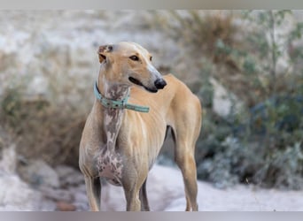 ❤️ CLARINA ❤️    ❗NOTFALL❗