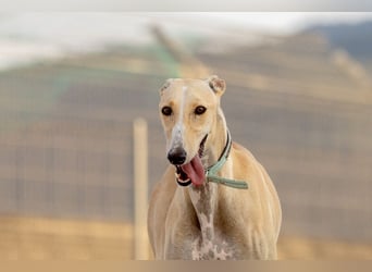 ❤️ CLARINA ❤️    ❗NOTFALL❗