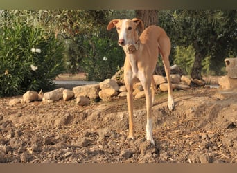 Könnte Fito vielleicht genau der Hund sein, der dein Herz erobert und dein Leben bereichert?