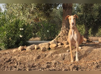 Könnte Fito vielleicht genau der Hund sein, der dein Herz erobert und dein Leben bereichert?