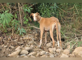Könnte Fito vielleicht genau der Hund sein, der dein Herz erobert und dein Leben bereichert?